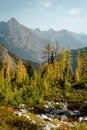 Horizontal wide Photo of lush high mountain altitude massive conifer trees off trail with alpine lake below in the North Cascades