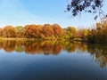 Stunning Fall Scene of Forest of Trees Filled with Leaves in Fall Colors