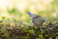 A stunning female Blackcap, Sylvia atricapilla, in the wild