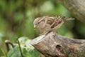 A stunning female House Sparrow Passer domesticus perched on a tree stump.