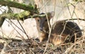 A stunning female Muntjac Deer Muntiacus reevesi lying down resting under a tree in the forest. Royalty Free Stock Photo
