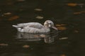 A stunning female Ringed teal Callonetta leucophrys swimming and feeding on a lake.