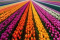 A stunning field filled with colorful tulips set against the backdrop of a clear blue sky, A colorful bird\'s