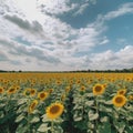 Sunflower Field Under Blue Skies