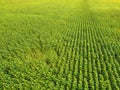 Stunning field of yellow sunflowers Royalty Free Stock Photo