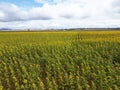 Stunning field of yellow sunflowers Royalty Free Stock Photo