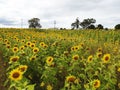 Stunning field of yellow sunflowers Royalty Free Stock Photo