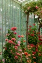 The Geranium Gallery at the The Royal Greenhouses at Laeken, on the grounds of the Castle of Laeken in Brussels, Belgium Royalty Free Stock Photo