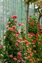 The Geranium Gallery at the The Royal Greenhouses at Laeken, on the grounds of the Castle of Laeken in Brussels, Belgium Royalty Free Stock Photo