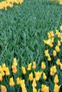 Stunning flower garden with bright lemony yellow tulips tucked into lush green of garden