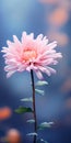 Minimalist Mobile Wallpaper: Elegant Aster In Sharp Focus