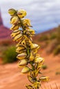 Stunning flower Yucca glauca blooms in Monument Valley