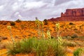 Stunning flower Yucca glauca blooms in Monument Valley