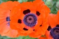 Stunning Flowering Orange Oriental Poppies in a Garden