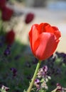 Stunning Flowering Red Tulip Blossom in a Garden