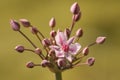 A pretty Flowering Rush Butomus umbellatus growing at the edge of a pond.