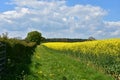 Stunning Flowering Yellow Rape Seed Field in England Royalty Free Stock Photo
