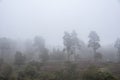 Stunning foggy forest late Summer landscape image with glowing mist in distance among lovely dense woodland