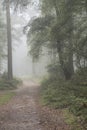 Stunning foggy forest late Summer landscape image with glowing mist in distance among lovely dense woodland