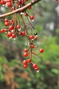 Stunning food for the birds Royalty Free Stock Photo