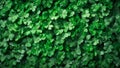 Stunning four-leaf clover background. Aesthetic, refreshing, and lush leaves fill the frame. Fresh, vivid green foliage wallpaper
