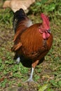 Stunning Free Range Red Rooster with Shiny Brown Feathers Royalty Free Stock Photo