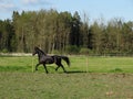 Stunning friese mare trots in the field