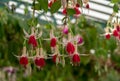 Colourful fuchsias at the The Royal Greenhouses at Laeken, on the grounds of the Castle of Laeken in Brussels, Belgium Royalty Free Stock Photo