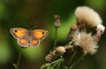 A stunning Gatekeeper Butterfly, Pyronia tithonus, resting on a thistle plant warming in the sunshine. Royalty Free Stock Photo