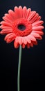 Hyper Realistic Red Daisy Sculpted On Black Background