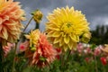 Stunning giant Mabel Ann dahlias, photographed in a garden near St Albans, Hertfordshire, UK in late summer on a cloudy day. Royalty Free Stock Photo