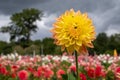 Stunning giant Mabel Ann dahlias, photographed in a garden near St Albans, Hertfordshire, UK in late summer on a cloudy day. Royalty Free Stock Photo