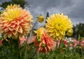 Stunning giant Mabel Ann dahlias, photographed in a garden near St Albans, Hertfordshire, UK in late summer on a cloudy day. Royalty Free Stock Photo