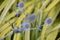 Stunning Globe Thistle Flowering and Blooming in a Garden