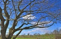 Stunning gnarled old tree in front of a blue sky landscape