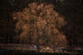 Stunning golden glowing backlit Autumn Fall landscape image of tree at sunrise