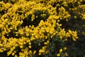 Stunning Golden Gorse Bush Flowering and Blooming