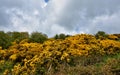 Stunning Golden Landscape with Flowering Golden Gorse Bushes