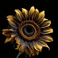 Golden Sunflower Close-up: High Contrast Shot In Peter Lippmann Style