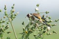 A beautiful Goldfinch Carduelis carduelis feeding on the seeds of a wild plant.