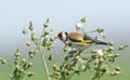 A beautiful Goldfinch Carduelis carduelis feeding on the seeds of a wild plant.