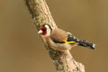 A stunning Goldfinch Carduelis carduelis perched on a branch.