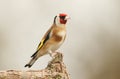 A stunning Goldfinch Carduelis carduelis perched on a branch.