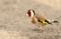 A stunning Goldfinch Carduelis carduelis, perched on the ground looking around for food.