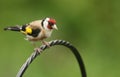 A pretty Goldfinch Carduelis carduelis perching on a metal post.