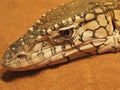 Stunning Good-Looking Gorgeous Perentie Lizard.