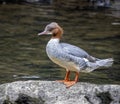 Stunning Goosander bird perched on a large rock on a serene shoreline