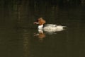 A stunning Goosander Mergus merganser swimming in a fast flowing river. It has been diving down into the water to catch fish.