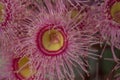 Corymbia ficifolia `Summer Beauty`