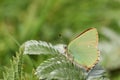 A stunning Green Hairstreak Butterfly Callophrys rubi perched on a leaf. Royalty Free Stock Photo